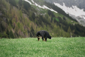 Bernese dog playing in the grass. Young mountain dog playing in the meadow. Dog in the Alpine mountains.