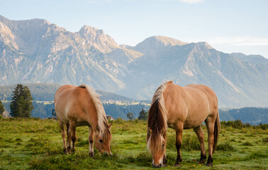 Fototapeta na wymiar Zwei liebevolle Pferde stehen auf einem Feld vor einem Berg
