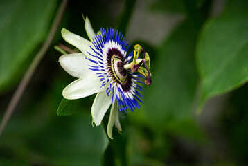 Closeups of Passiflora