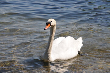 schwan