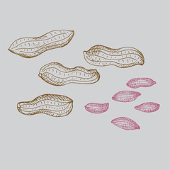 Peanut nuts drawing on isolated background. Hand drawn engraved peanuts, nut beans ,groundnut, legumes, healthy food, agricultural. Design element for label, logo, template, print. Vector illustration
