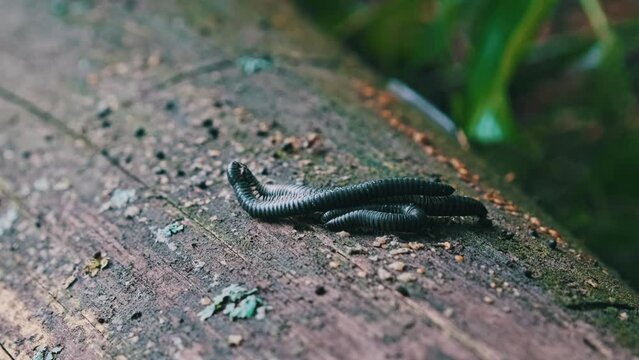 Millipedes crawl over an old rotten log and mate in the forest close-up. Many centipedes on a log crawl. Wildlife ecology, rainforest ground, sunlight. Ukraine, Europe.