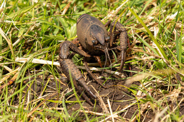 Knotted American Crayfish in meadow
