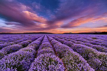 Colorful sunset over lavender field - obrazy, fototapety, plakaty
