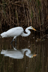 Great egret(Ardea alba)