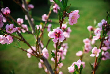 Fototapeta na wymiar peach blossom in spring, close-up of pink flowers