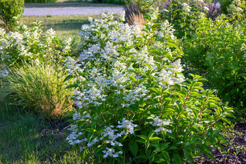 Hydrangeas blooming in the garden