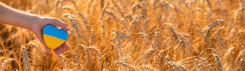 Fototapeta premium Child in a field of wheat with the flag of Ukraine. Selective focus.