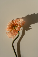 Peachy poppy flower with aesthetic sunlight shadows on pastel beige background. Minimal stylish still life floral composition