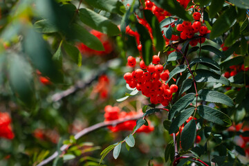 red berries on a tree