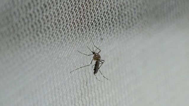 Aedes aegypti Mosquito on white mosquito wire mesh