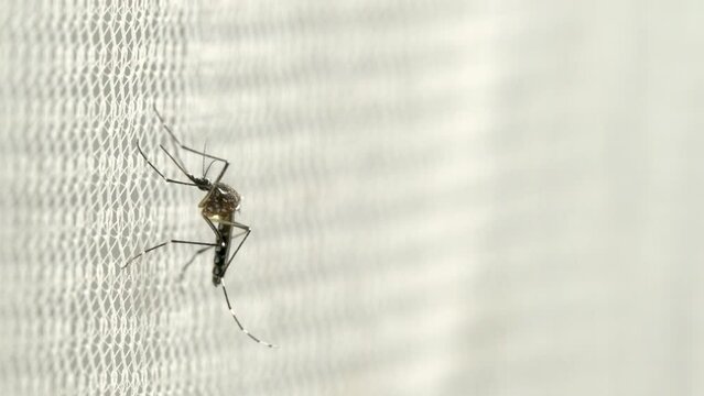 Aedes aegypti Mosquito on white mosquito wire mesh