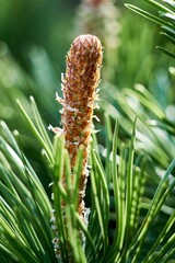 Vertical closeup shot of a brown pine bud on a green branch