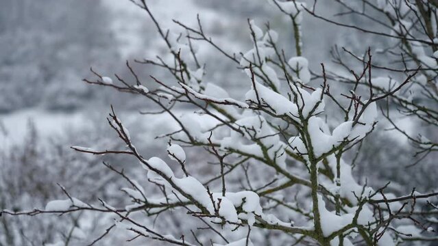 Close-up view of snowy tree branches
