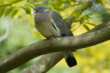 The Common Wood Pigeon (Columba palumbus) is a member of the dove and pigeons family Columbidae.