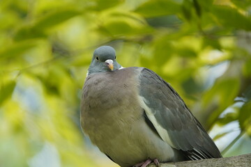 The Common Wood Pigeon (Columba palumbus) is a member of the dove and pigeons family Columbidae.