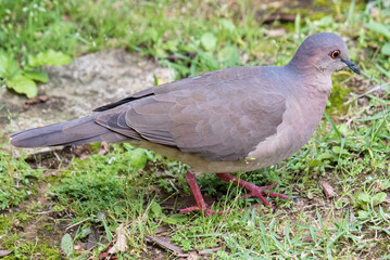 dove walking on the ground