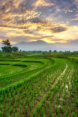 Beautiful morning view indonesia Panorama Landscape paddy fields with beauty color and sky natural...
