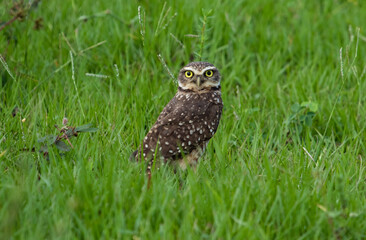 owl