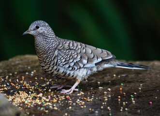 scaled dove