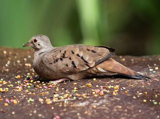 small dove resting