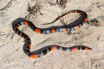 snake in sand