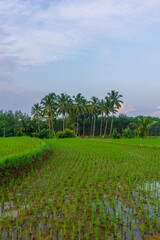 Beautiful morning view indonesia Panorama Landscape paddy fields with beauty color and sky natural light