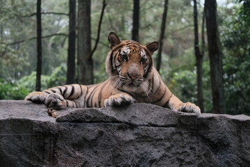 Fototapeta premium Sumatra Tiger (Panthera tigris sondaica) at The Taman Safari Indonesia II Prigen, East Java, Indonesia