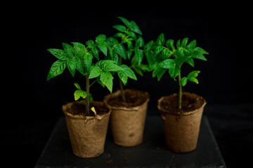 Young seedlings of tomato in peat pots on a black background