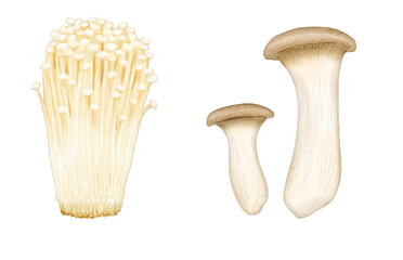 Enoki mushrooms and king trumpet mushrooms drawn with digital watercolor