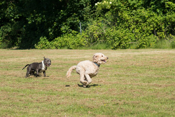 Spielender Labradoodle mit einem American Staffordshire Terrier