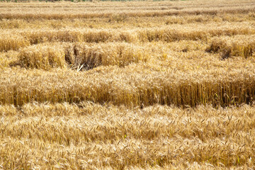 Field of yellow and ripe wheat in sunlight, wheat field at harvest time