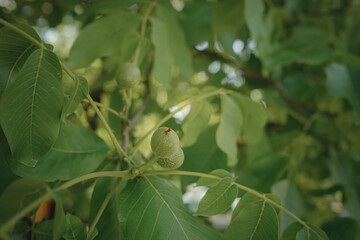 ripe walnut nuts on a tree in summer day. Branch of green walnuts.