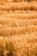 Field of yellow and ripe wheat in sunlight, wheat field at harvest time