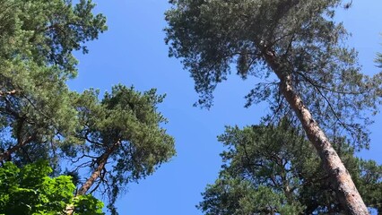 Low angle of tall green trees under the blue sunny sky