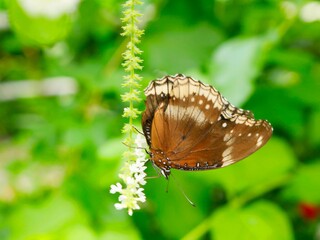 Hypolimnas bolina, the great eggfly, common eggfly, varied eggfly or in New Zealand the blue moon butterfly. Blurred background. 