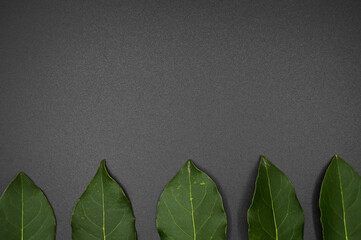 Daphne leaf, bay leaf, Laurus nobilis leaf, isolated on black background