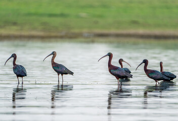 Water bird