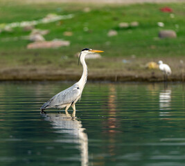 Water bird