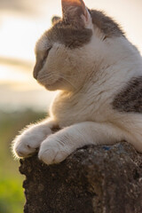 portrait of a beautiful chubby cat