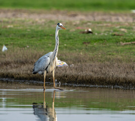 Water bird