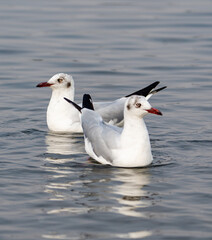 Water bird