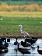 Water bird
