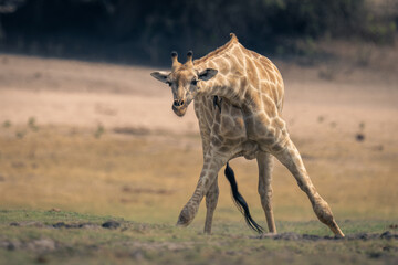 Obraz na płótnie Canvas Female southern giraffe splays legs beside river