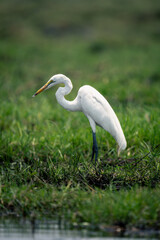 Fototapeta premium Great egret in profile on grassy riverbank