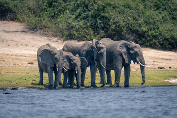 Four African elephants stand drinking from river