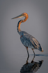 Goliath heron stands in shallows with reflection