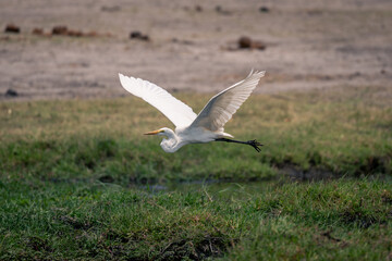 Great egret flies over riverbank lifting wings
