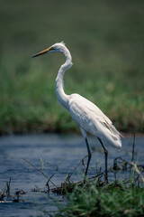 Great egret stands on riverbank in sunshine