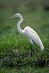Obraz premium Great egret stands on grass by river